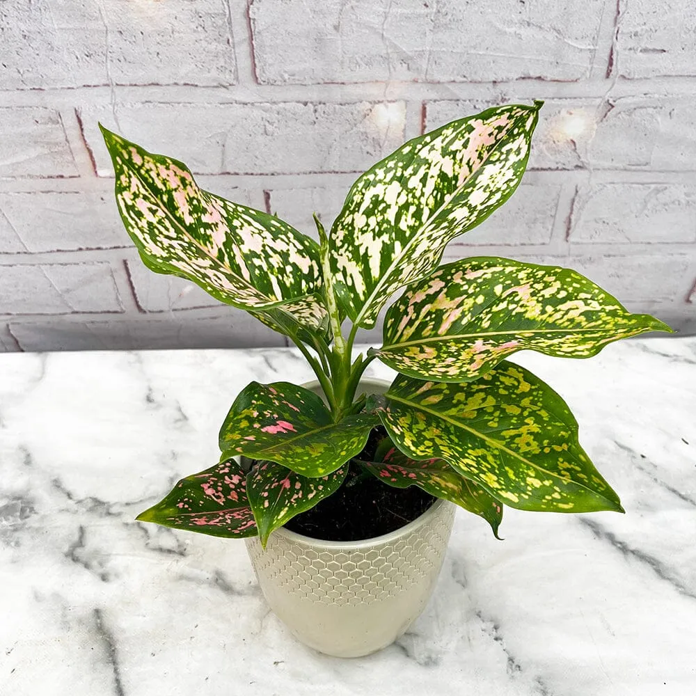 20 - 30cm Aglaonema Pink Leopard Chinese Evergreen House Plant 12cm Pot