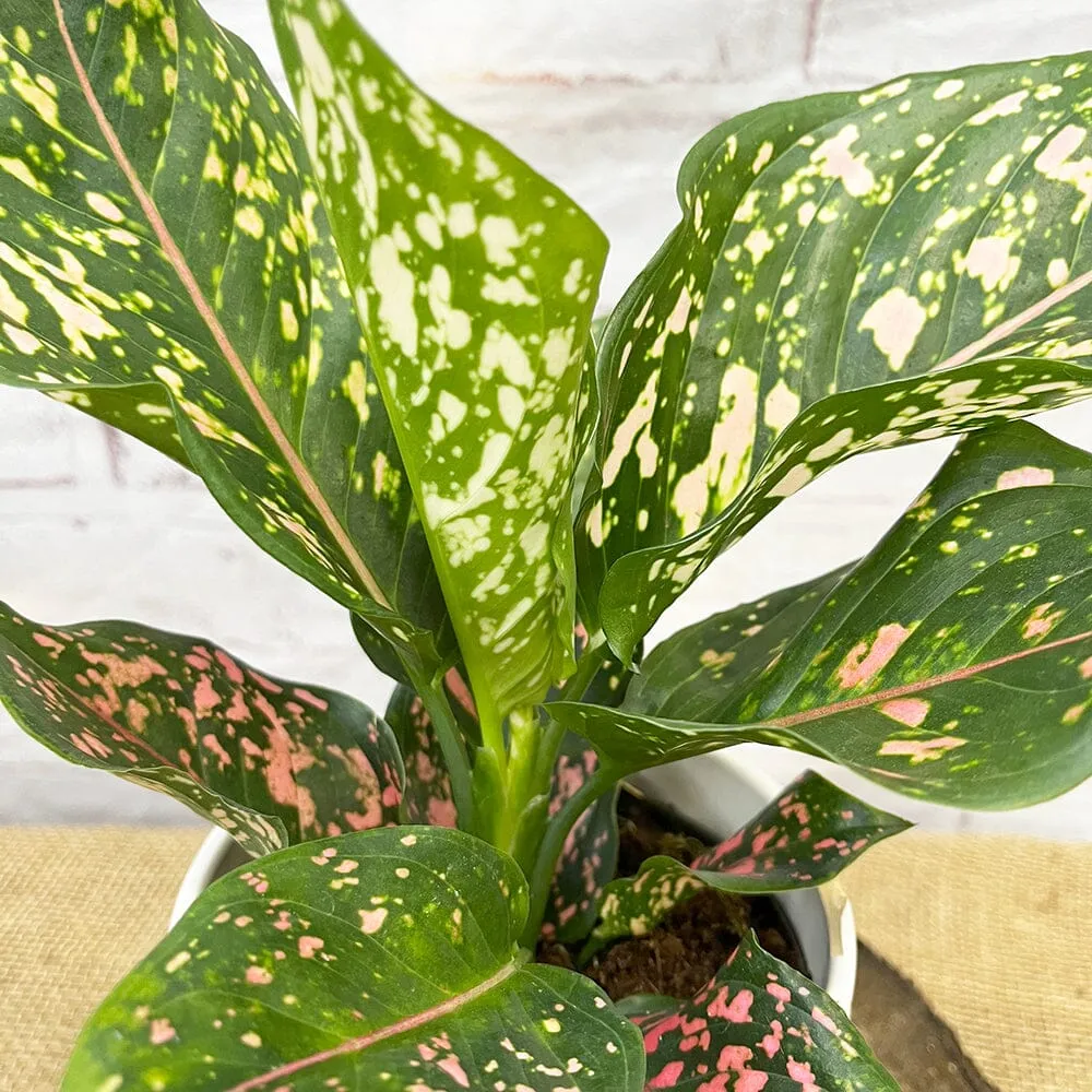 20 - 30cm Aglaonema Pink Leopard Chinese Evergreen House Plant 12cm Pot