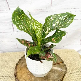 20 - 30cm Aglaonema Pink Leopard Chinese Evergreen House Plant 12cm Pot
