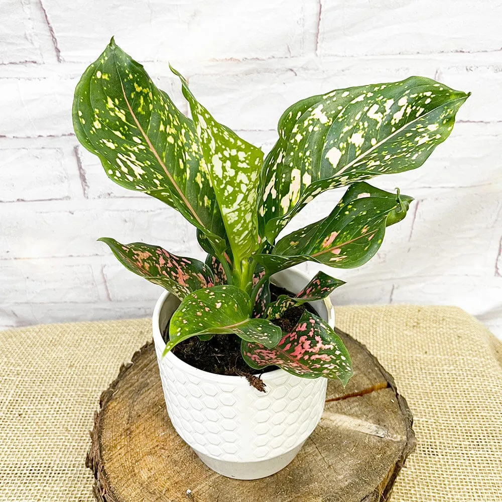 20 - 30cm Aglaonema Pink Leopard Chinese Evergreen House Plant 12cm Pot