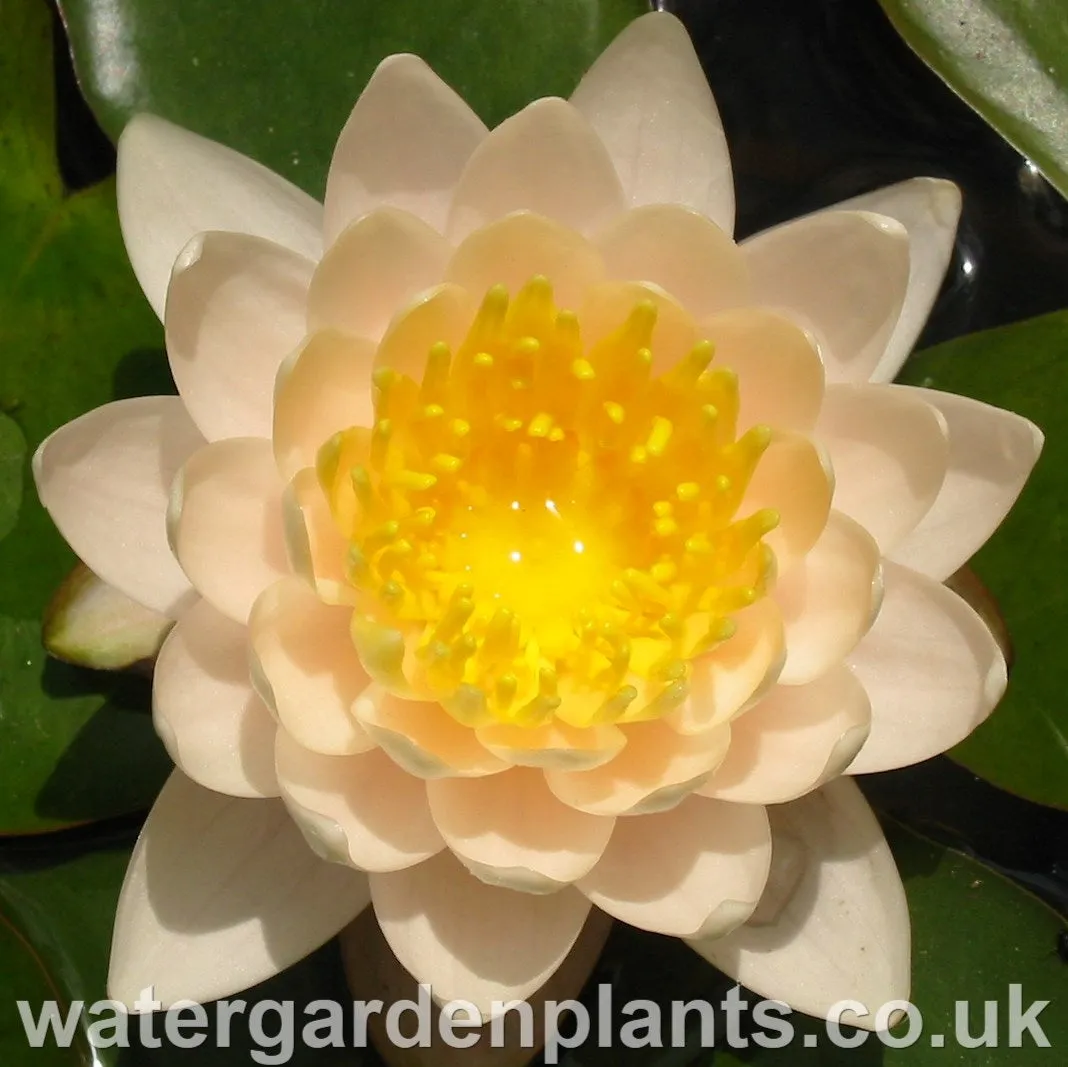 Nymphaea 'Walter Pagels'